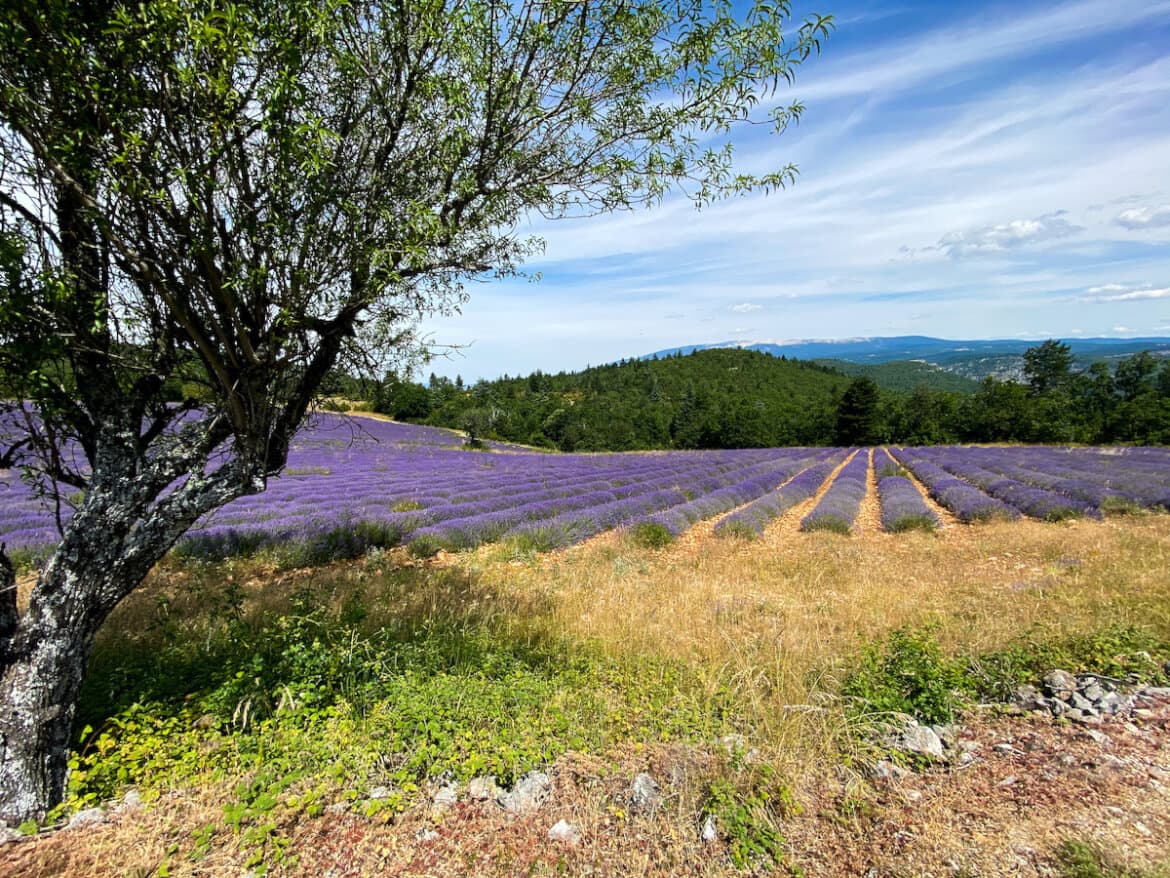 Lavendel distillerie in Nyons, foto 1