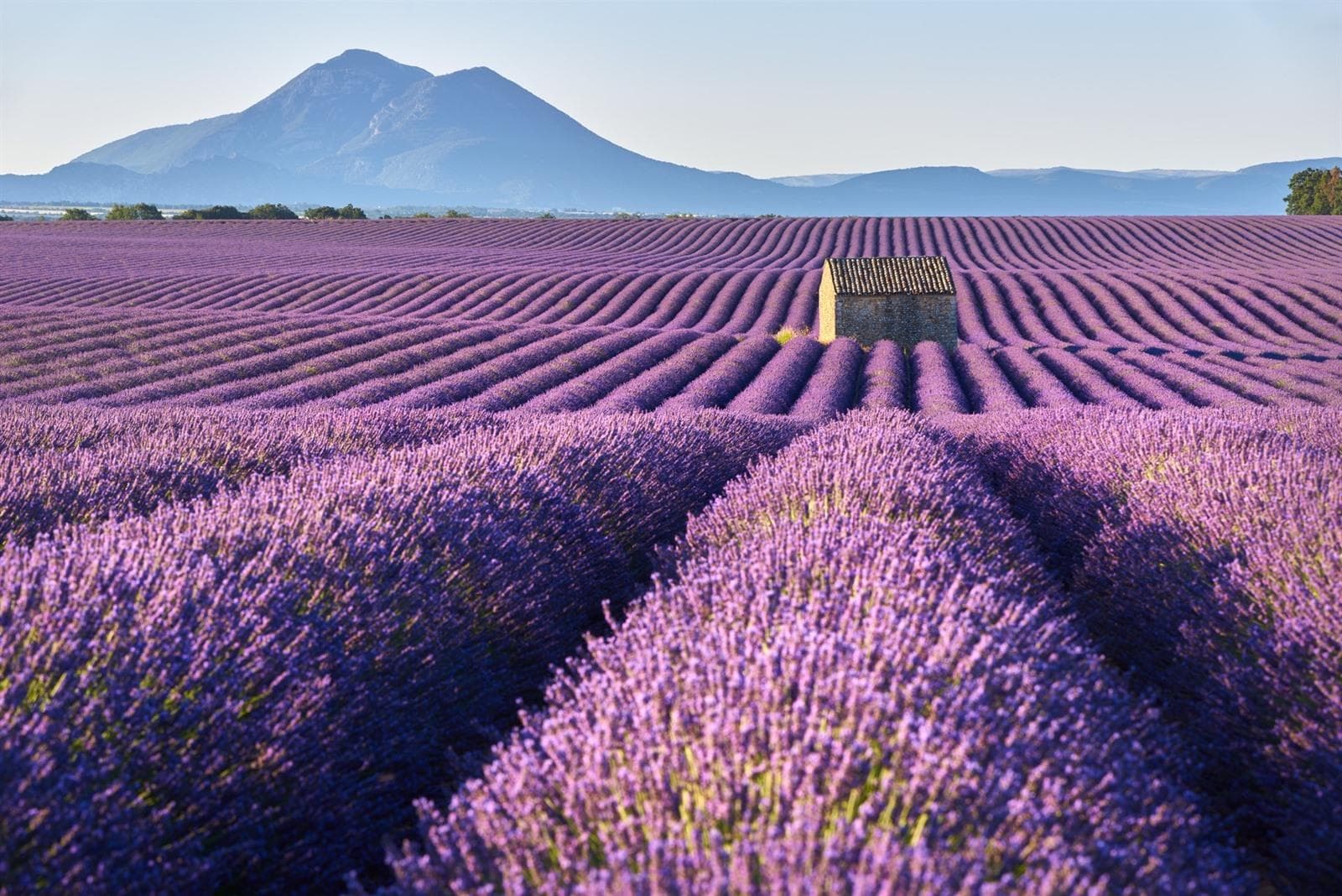 La lavande est le sourire de la Provence ~ Lavendel de glimlach van de Provence, foto 1