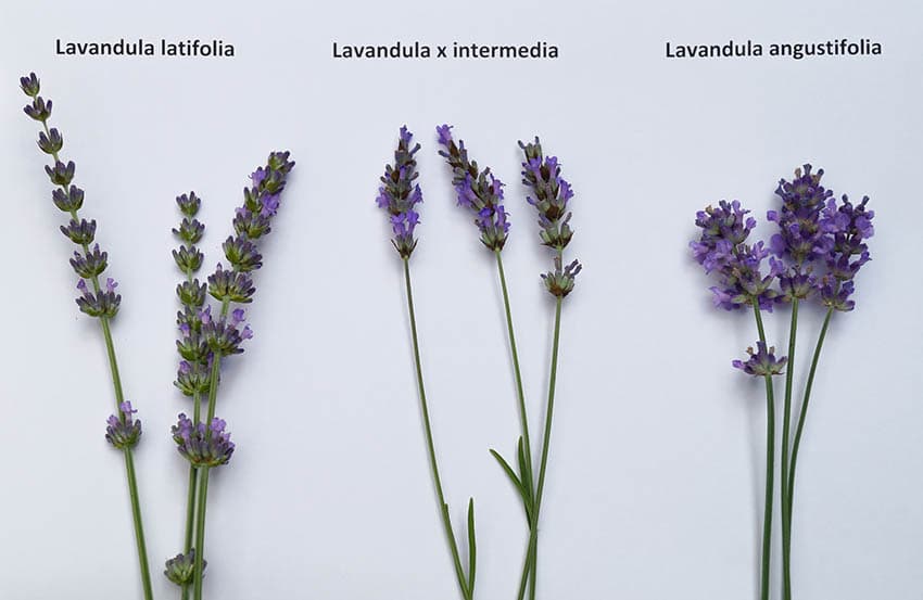 La lavande est le sourire de la Provence ~ Lavendel de glimlach van de Provence, foto 3