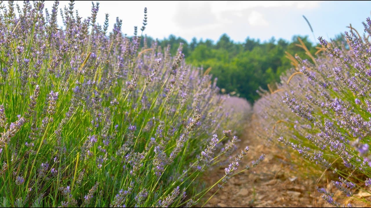 La lavande est le sourire de la Provence ~ Lavendel de glimlach van de Provence, foto 6