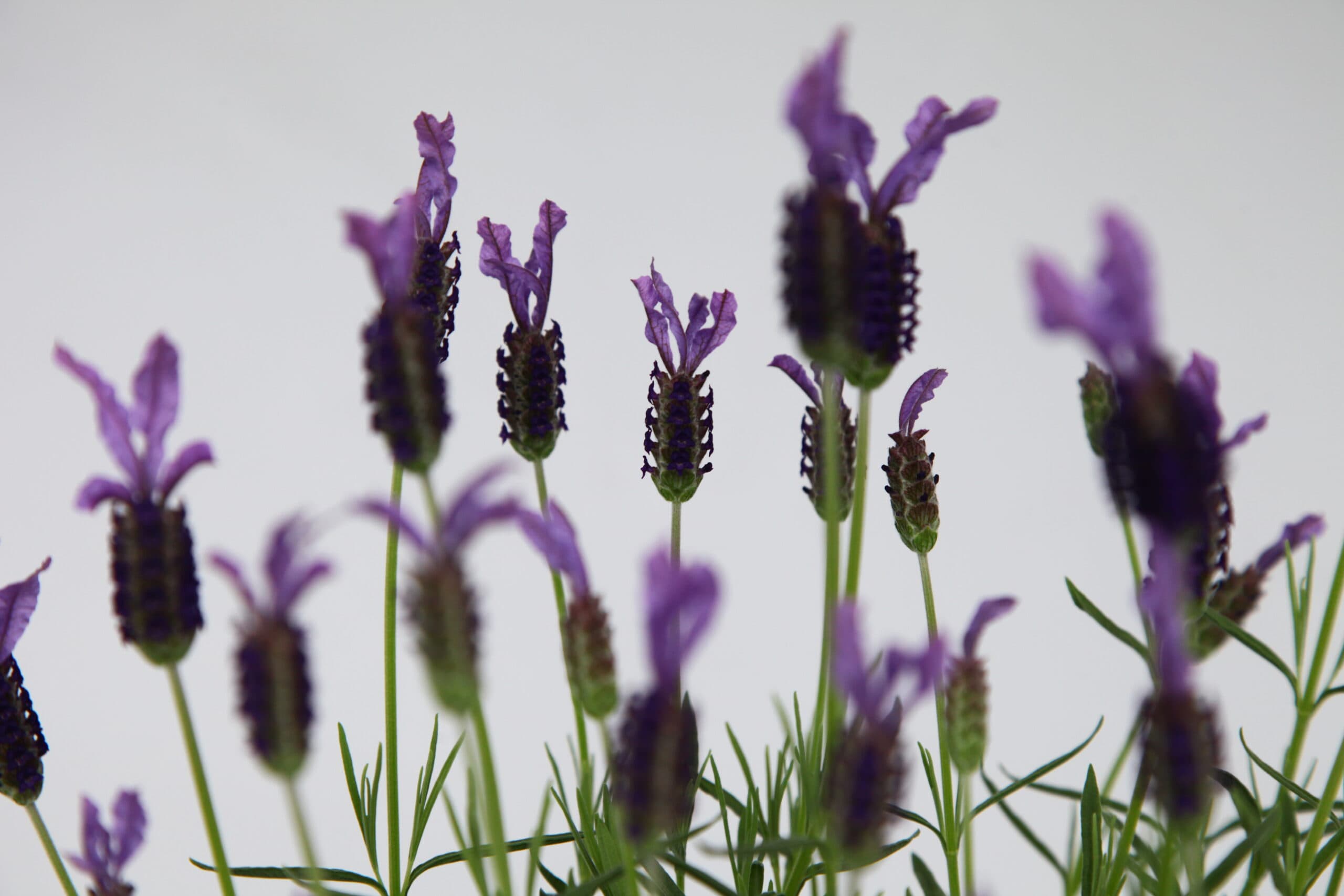 La lavande est le sourire de la Provence ~ Lavendel de glimlach van de Provence, foto 2