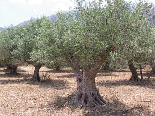 Olijfbomen in de Provence